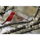 Cardinal Birds Wallpapers Pictures HD icône