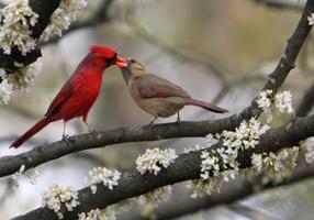 Cardinal Birds Wallpapers Pictures HD poster