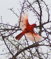 Cardinal Birds Wallpapers Pictures HD capture d'écran 3
