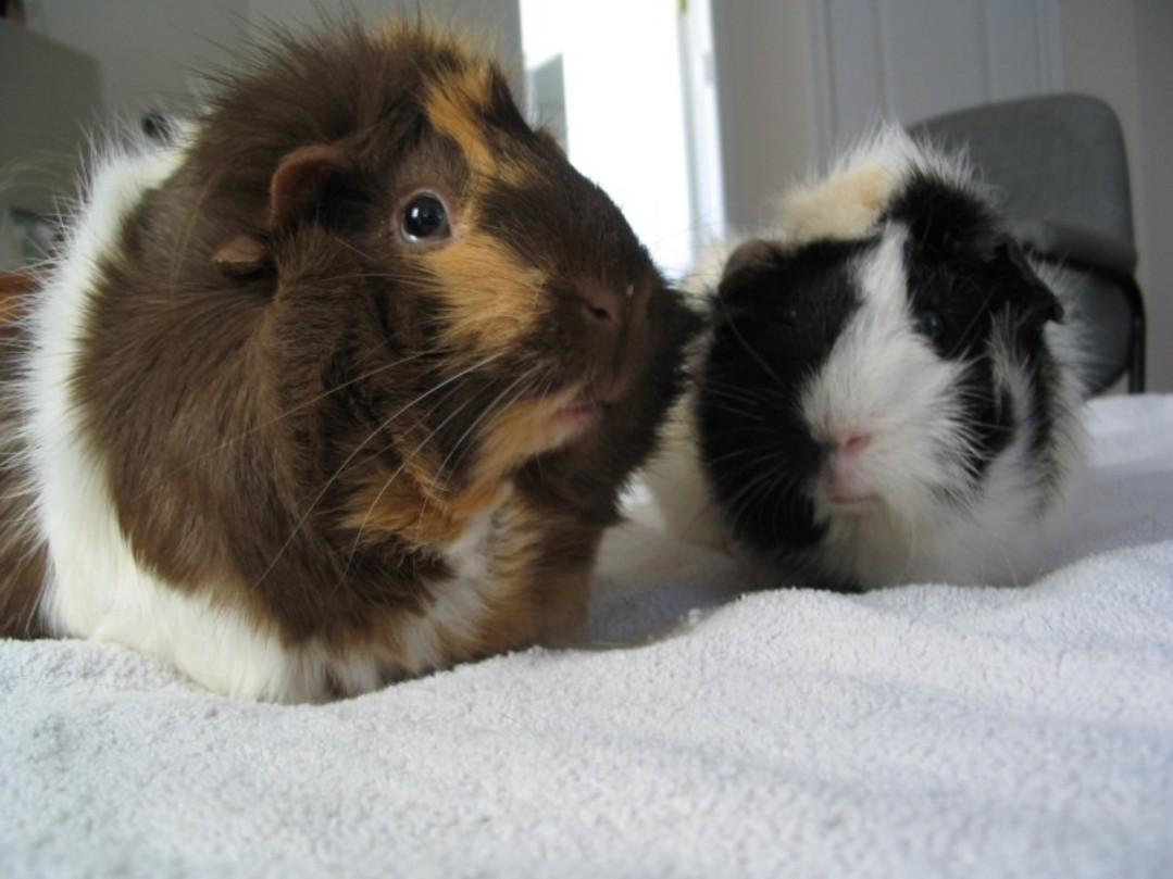 Guinea pig перевод. Вес морской свинки. Ожирение у морских свинок. Жирная морская Свинка розетка. Эквадор морские свинки.