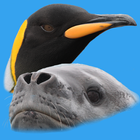 Antarctic Wildlife Guide simgesi