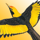 Morcombe's Birds of Aus (Lite) icon