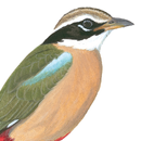 Birds of India APK