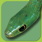 آیکون‌ Snakes of Southern Africa Lite