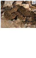 برنامه‌نما Snakes of Southern Africa Lite عکس از صفحه