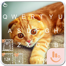 Exotic Kitty Keyboard Theme APK