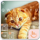 Exotic Kitty icon