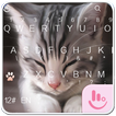 Cats Keyboard Theme