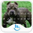 ”New Pitbull Keyboard Theme