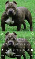 New Pitbull Keyboard Theme Affiche