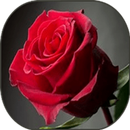 Flowers and roses hd wallpaper APK