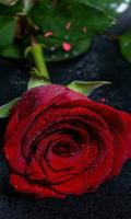 Flowers and roses hd wallpaper 스크린샷 2