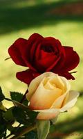 Flowers and roses hd wallpaper imagem de tela 3