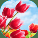 flowers and roses-APK