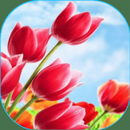 flowers and roses APK