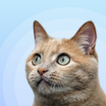 Cat sounds: prank your cat