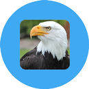 عزة النفس APK
