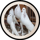 أنواع الحمام