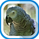 ببغاء APK