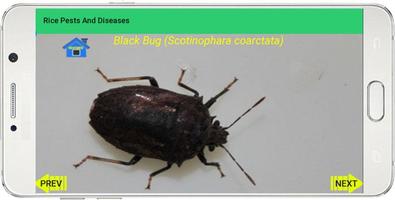 Rice Pests And Diseases 截图 3