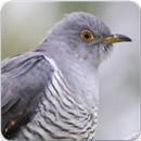 Common Cuckoo Call : Common Cuckoo Bird Sound-APK