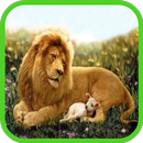 sư tử giấy dán tường APK