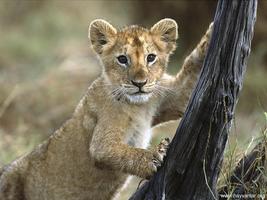 fond décran de lion capture d'écran 3