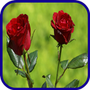 fond d'écran rose tulipe APK