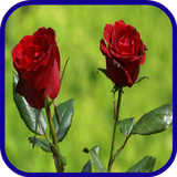 tulip rose wallpaper biểu tượng