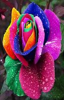 tulip rose wallpaper পোস্টার