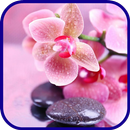 fond d'écran orchidée APK