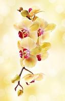 orchid wallpaper ภาพหน้าจอ 3