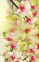 orchid wallpaper โปสเตอร์