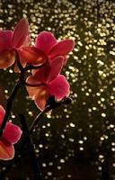 orchid wallpaper ภาพหน้าจอ 1