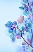 hoa phong lan ảnh chụp màn hình 2