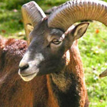 Cool Critters: Mammals