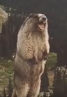 Marmotte de la peur capture d'écran 1