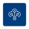 Root