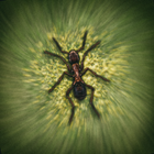 Bug Smasher - Ant Smasher ícone