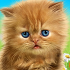 Talking baby cat. Talking game आइकन