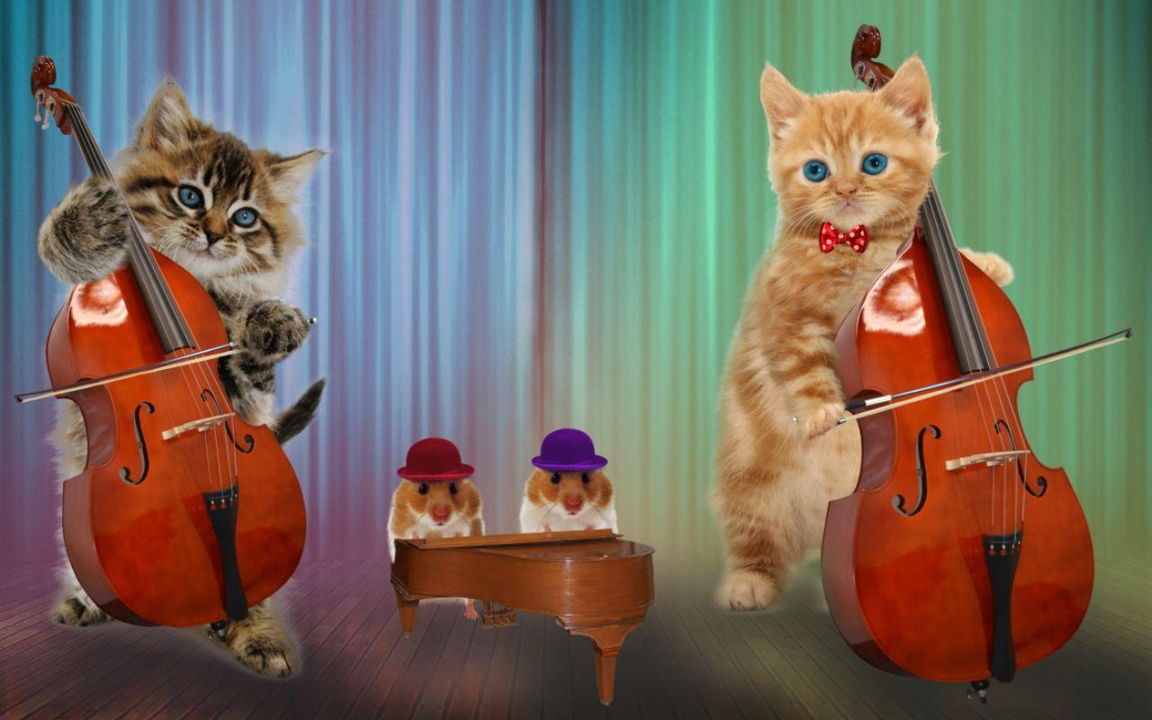 День рождения кота песня. Музыкальный кот. Кот с музыкальным инструментом. Котик музыкант. Музыкальный котенок.