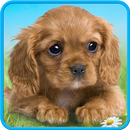 Praten pup-APK