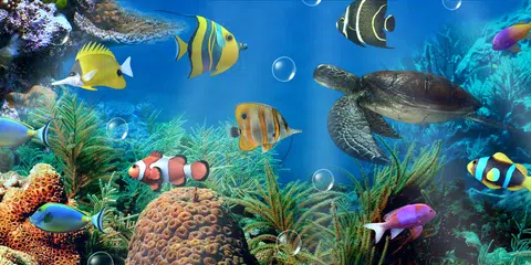Aquarium live wallpaper APK .49 for Android – Download Aquarium live  wallpaper APK Latest Version from 