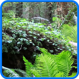Icona Foresta