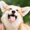 Corgi Information