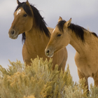 Horse and Unicorn Nature Wallpapers ícone