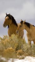 Horse and Unicorn Nature Wallpapers Affiche