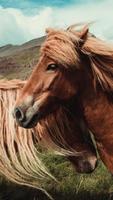 Horse and Unicorn Nature Wallpapers capture d'écran 2