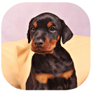 Doberman Pinscher APK