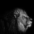 Correct Score Lions